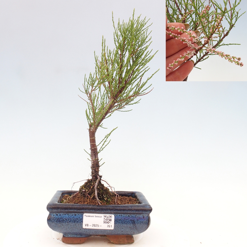 Venkovní bonsai - Tamaryšek - Tamarix