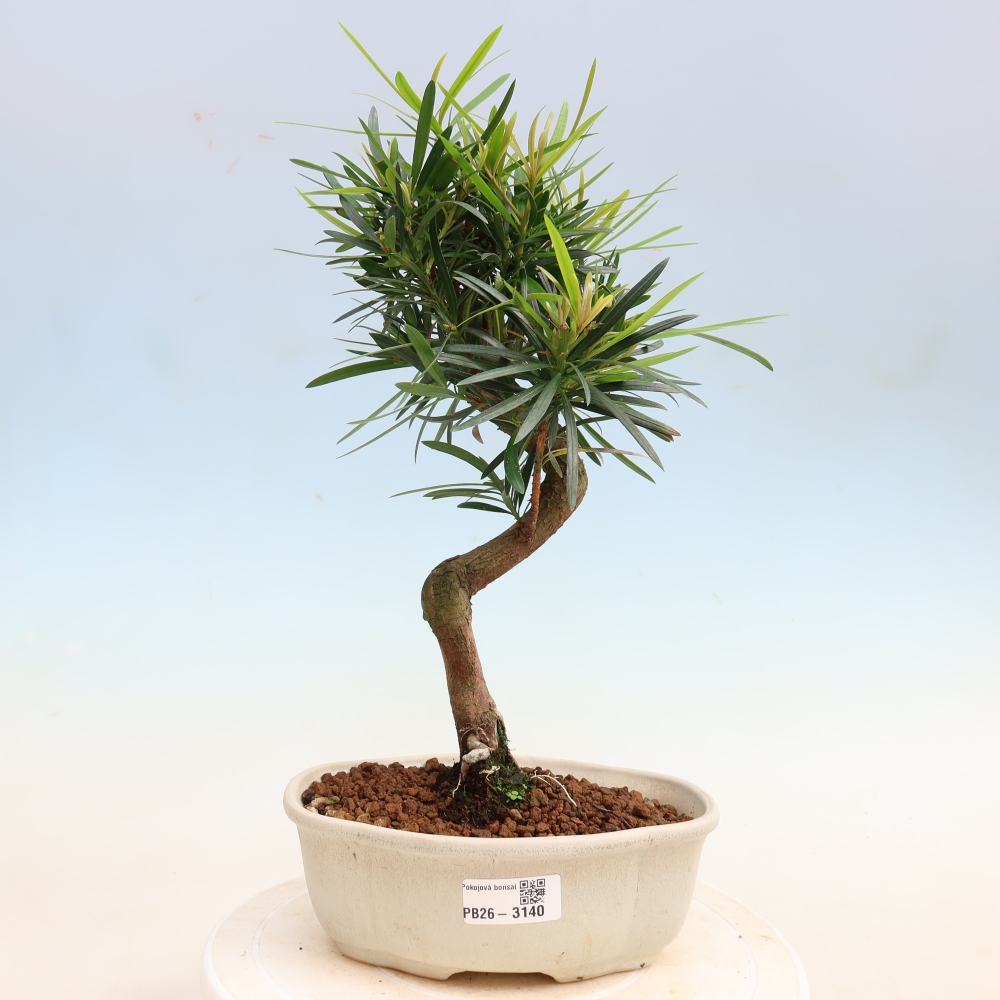 Pokojová bonsai - Podocarpus - Kamenný tis