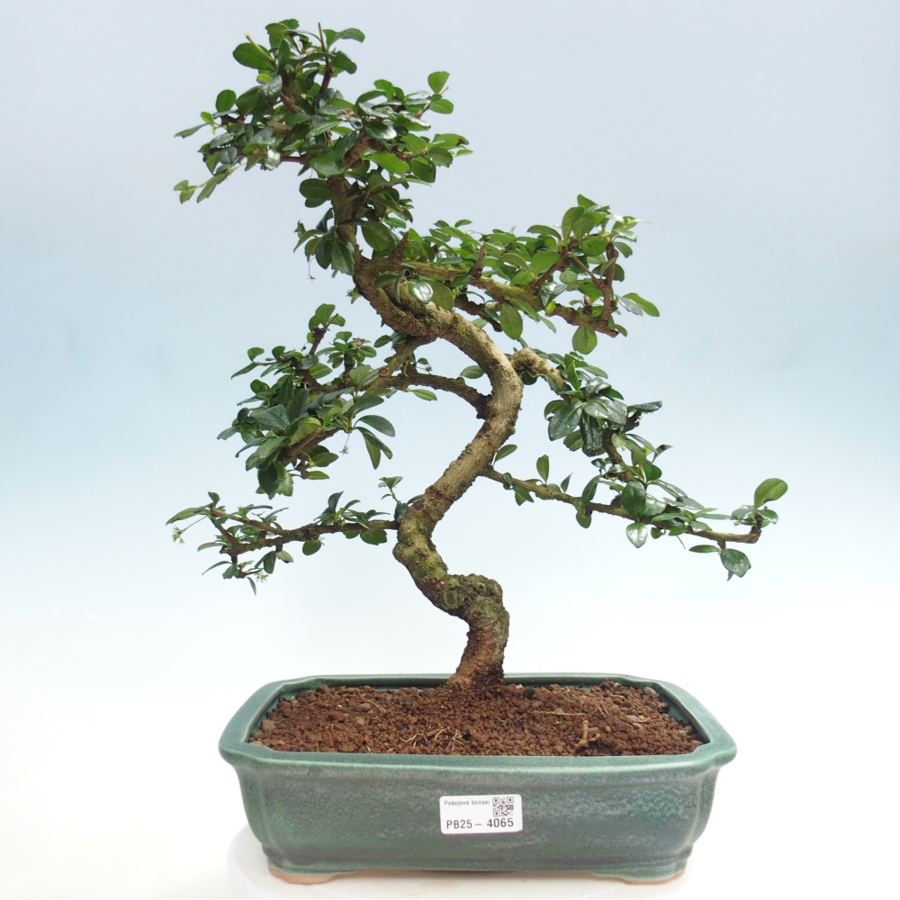 Pokojová bonsai - Carmona macrophylla - Čaj fuki