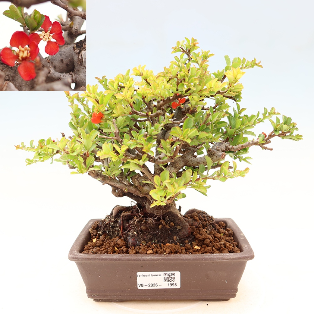 Venkovní  bonsai -  Chaneomeles speciosa Chojubai - Kdoulovec ozdobný