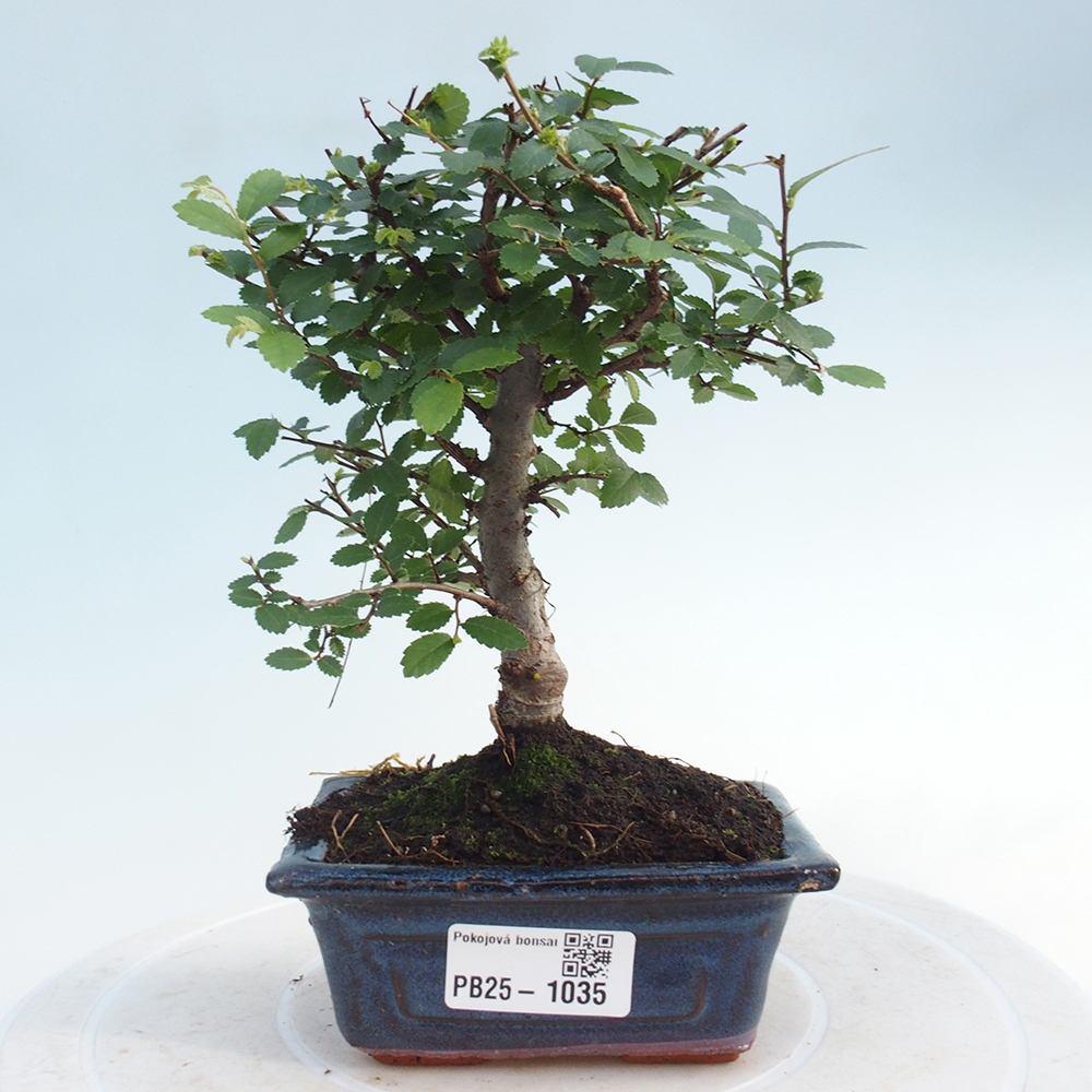 Pokojová bonsai - Ulmus parvifolia - Malolistý jilm