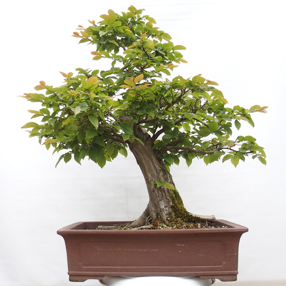 Venkovní bonsai - Habr obecný - Carpinus betulus