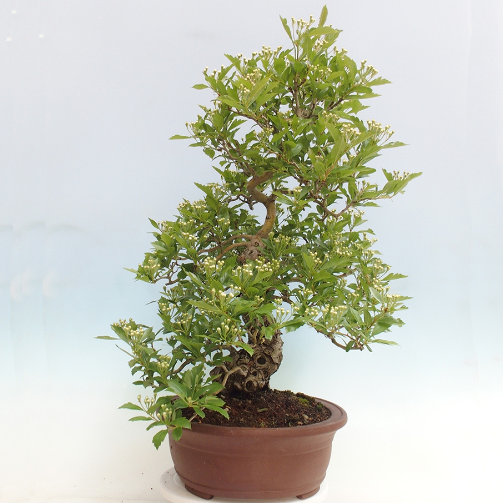 Venkovní bonsai - Hloh klínovitý - Crataegus cuneata
