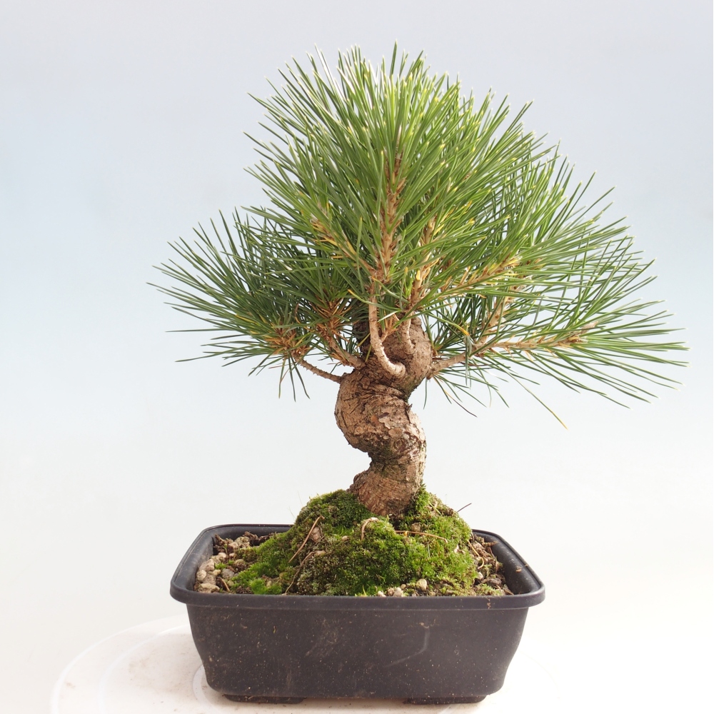 Venkovní bonsai - Pinus thunbergii - Borovice thunbergova