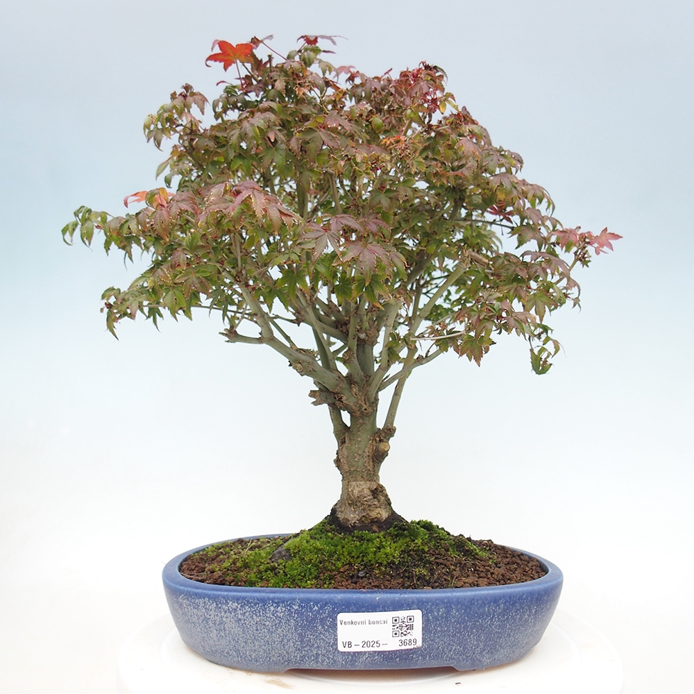 Acer palmatum KIOHIME - Javor dlanitolistý