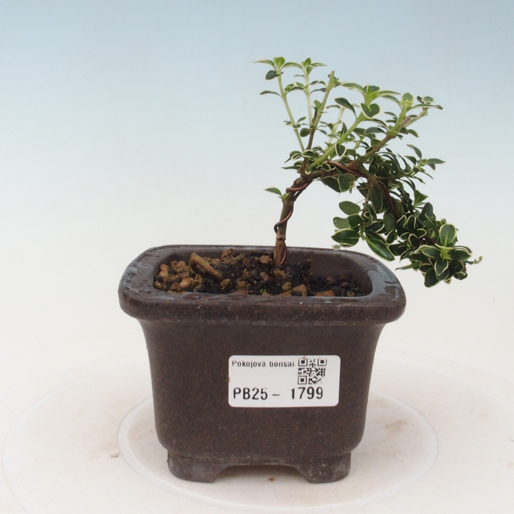 Pokojová bonsai - Serissa foetida Variegata - Strom tisíce hvězd