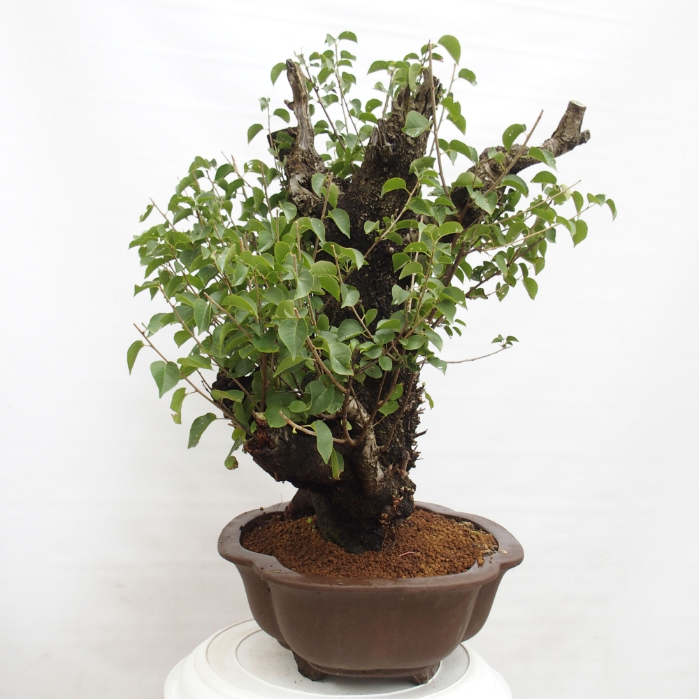 Venkovní bonsai - Mahalebka - Prunus mahaleb