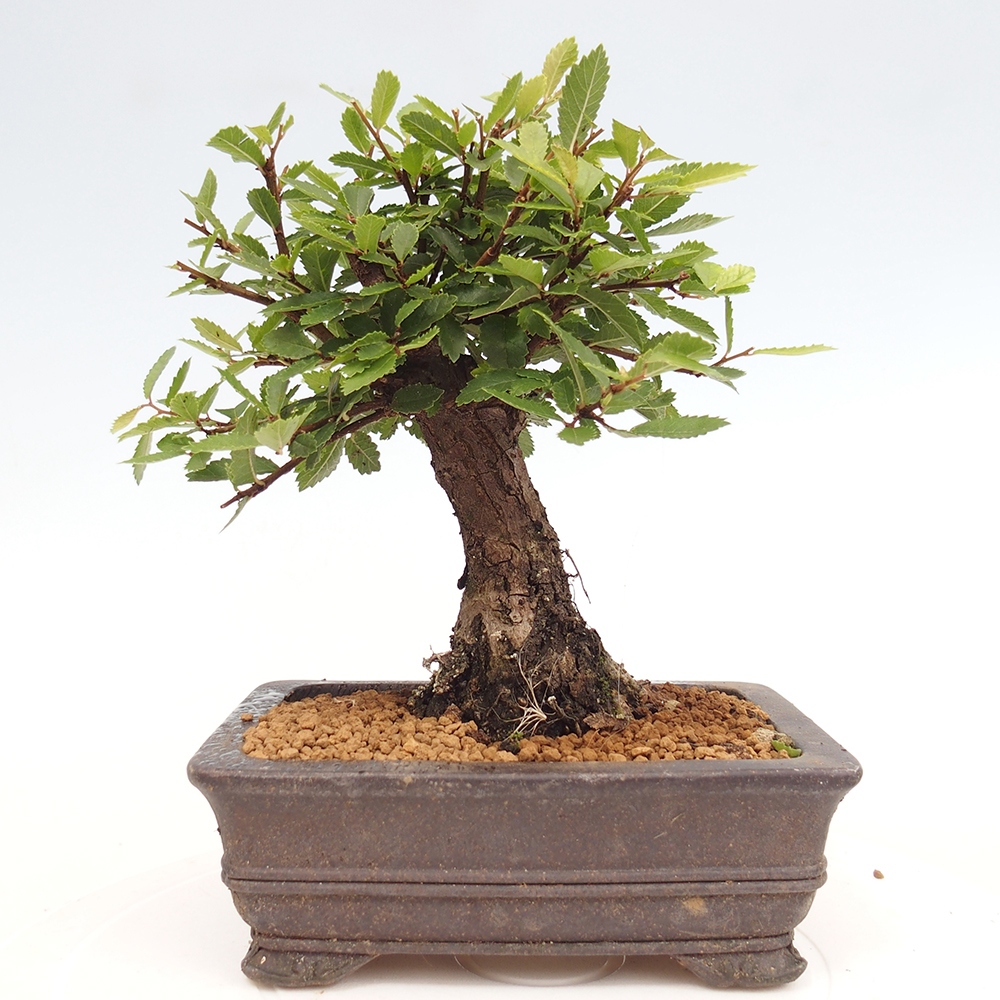 Venkovní bonsai - Zelkova - Zelkova NIRE
