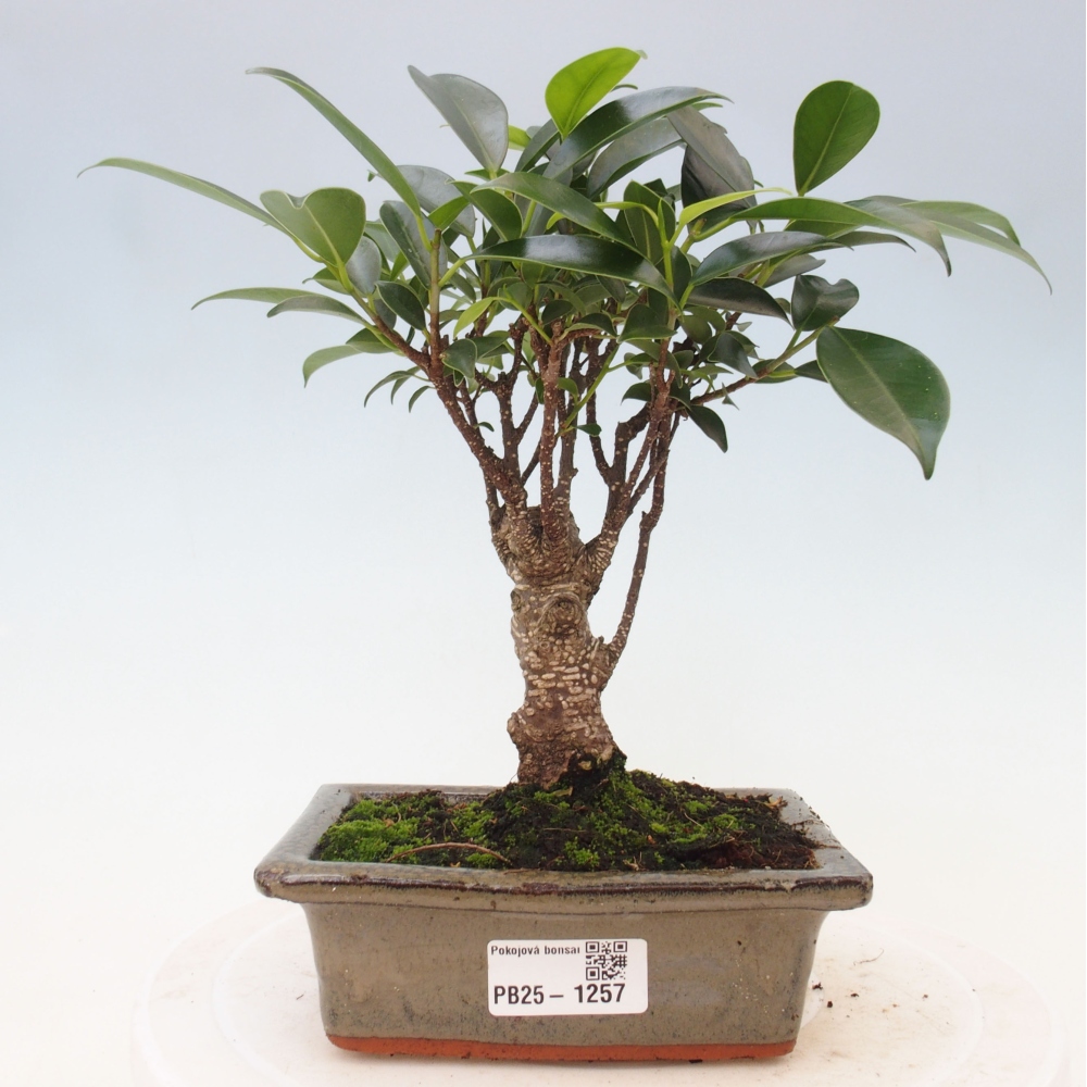 Pokojová bonsai - Ficus retusa -  malolistý fíkus