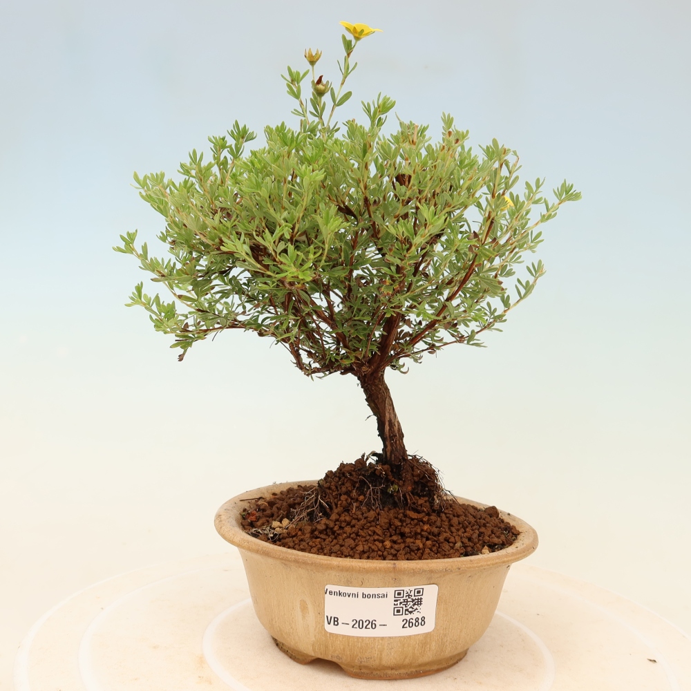 Venkovní bonsai-Mochna křovitá - potentila fruticosa Goldkissen