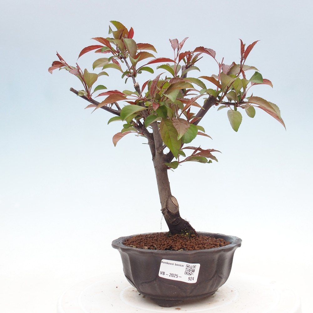 Venkovní bonsai -Malus domestica - Maloplodá jabloň červenolistá