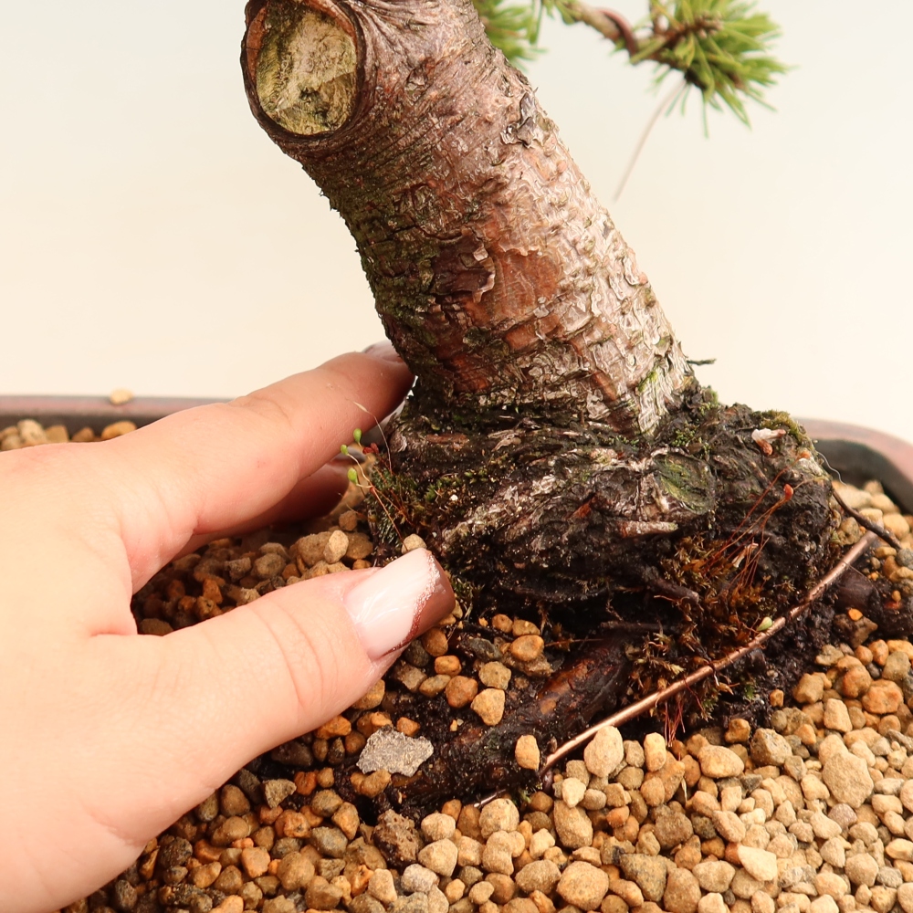 Venkovní bonsai - Pinus mugo Humpy  - Borovice kleč