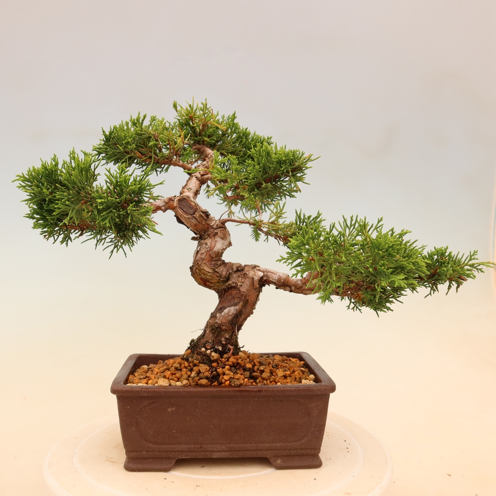 Venkovní bonsai - Juniperus chinensis Itoigawa -Jalovec čínský