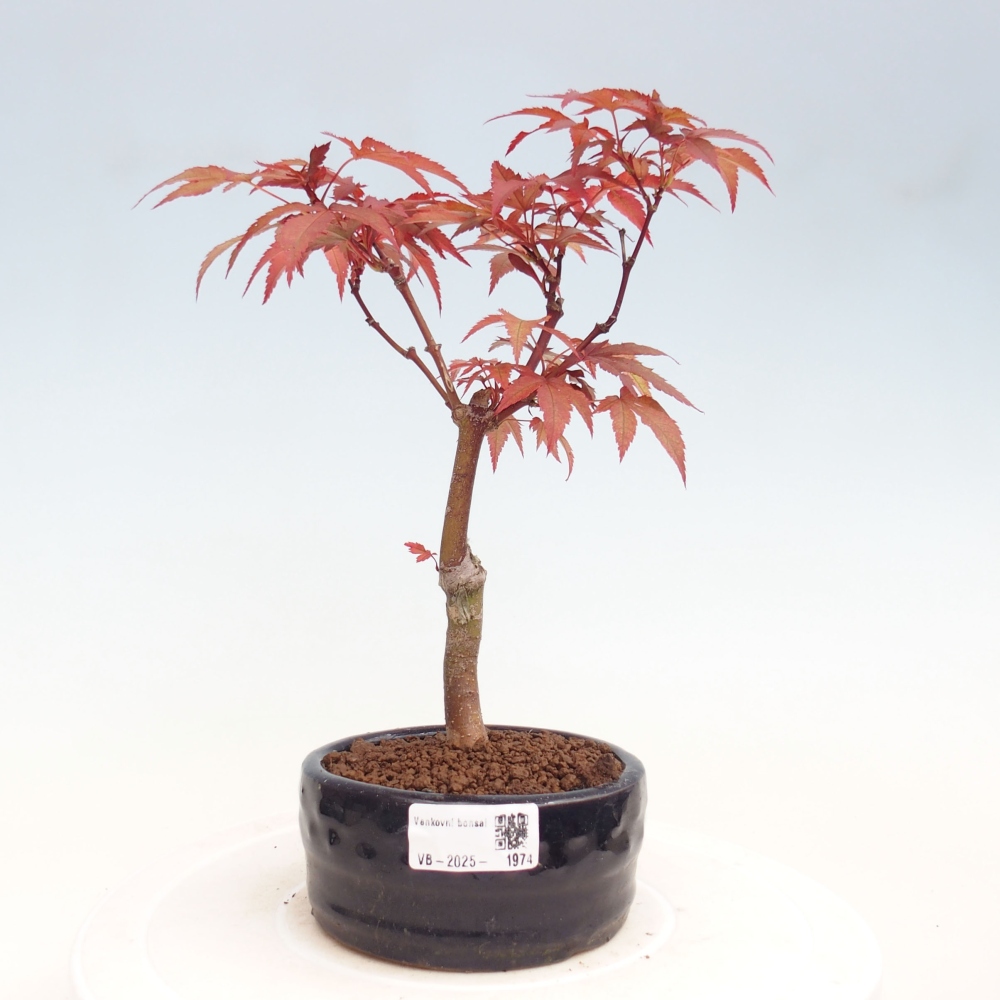 Venkovní bonsai - Acer palm. Atropurpureum-Javor dlanitolistý