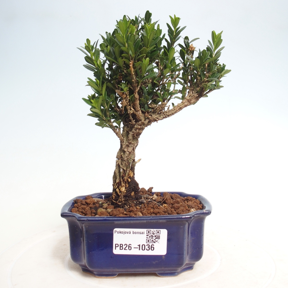 Pokojová bonsai - Buxus harlandii -korkový buxus