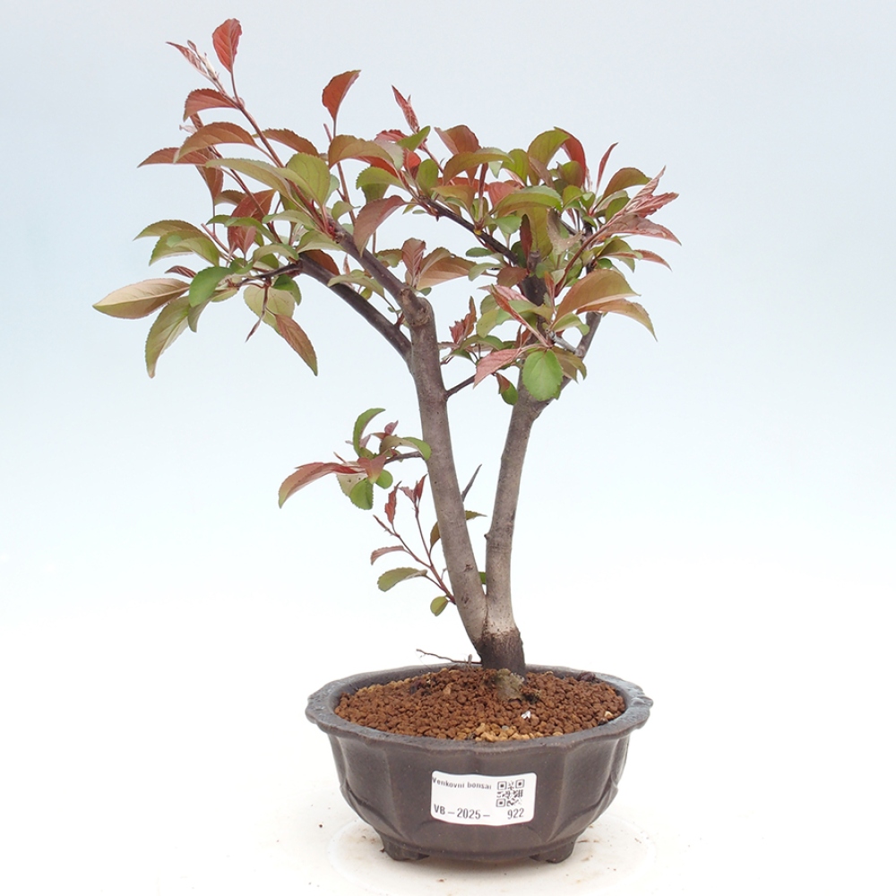 Venkovní bonsai -Malus domestica - Maloplodá jabloň červenolistá