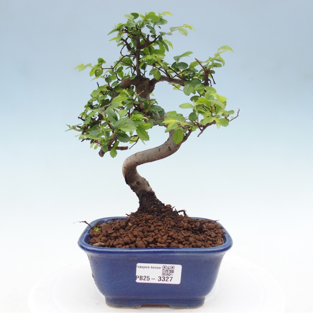 Pokojová bonsai - Ulmus parvifolia - Malolistý jilm