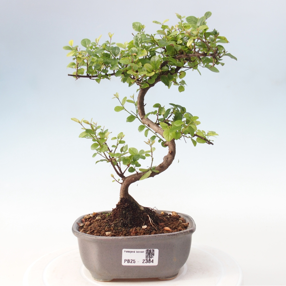 Pokojová bonsai - Sagerécie thea - Sagerécie thea