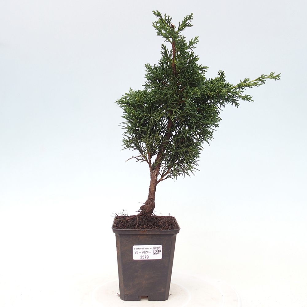 Venkovní bonsai - Juniperus chinensis Kishu -Jalovec čínský
