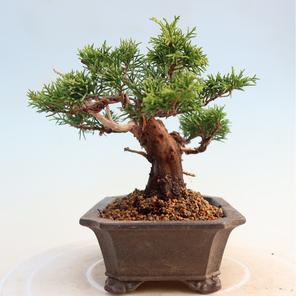 Venkovní bonsai - Juniperus chinensis Itoigawa -Jalovec čínský
