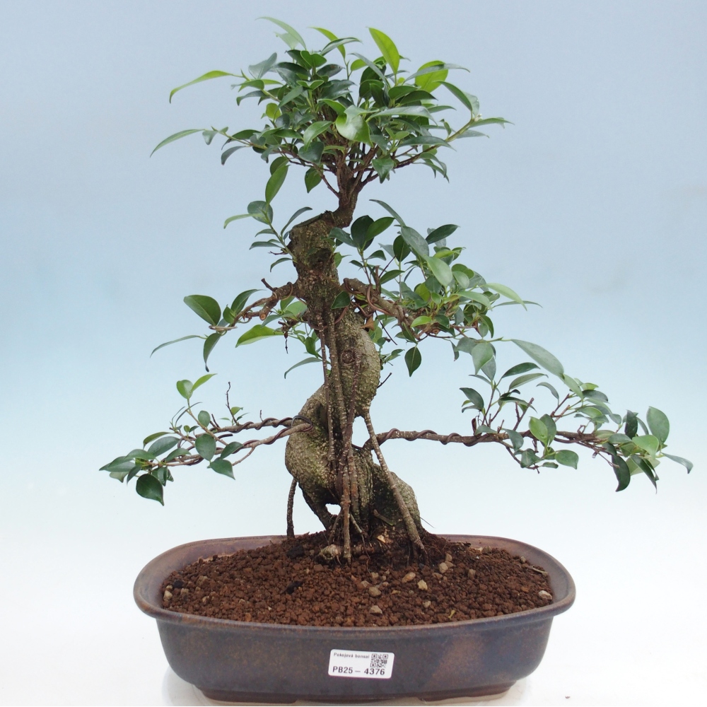 Pokojová bonsai - Ficus retusa -  malolistý fíkus