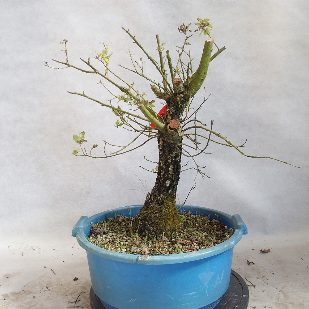 Venkovní bonsai Quercus Cerris - Dub Cer