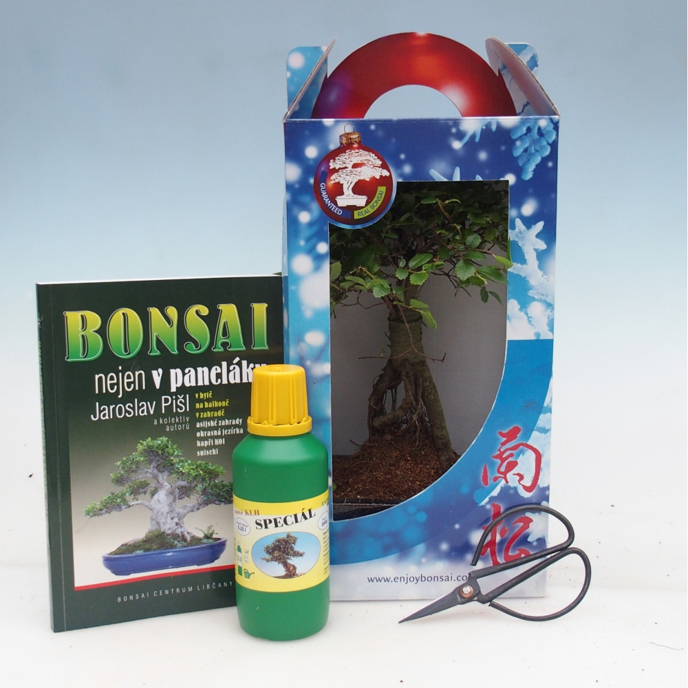 Pokojová bonsai v dárkové krabičce Ulmus parvifolia - Jilm čínský