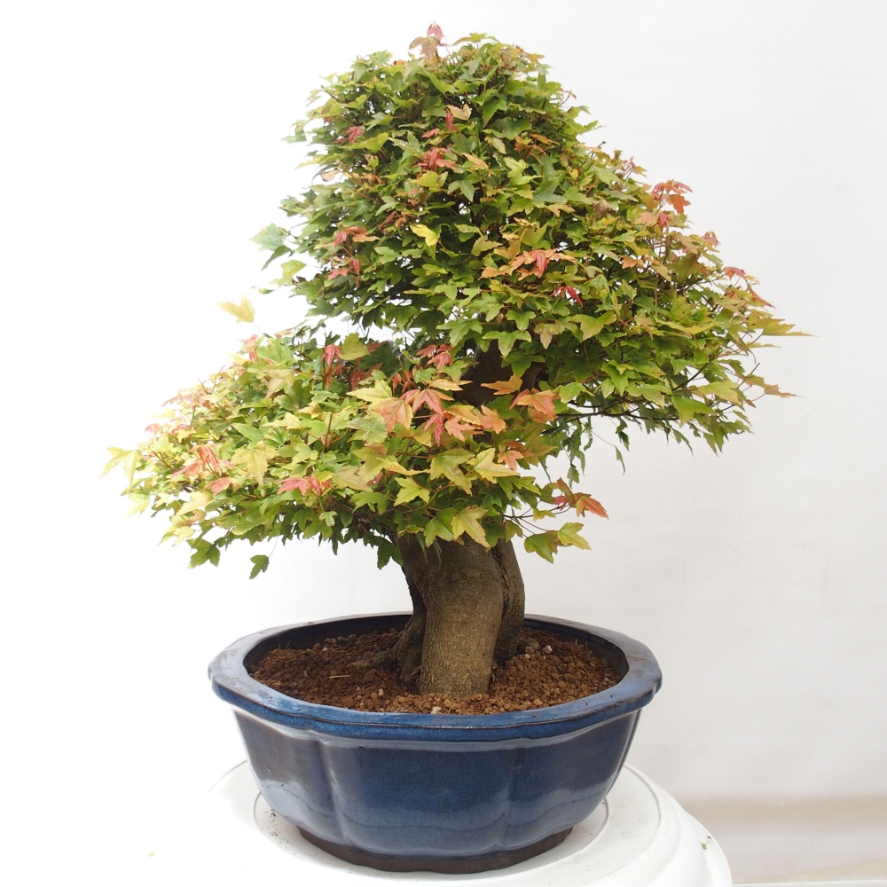 Venkovní bonsai - Acer Buergerianum - Javor Burgerův