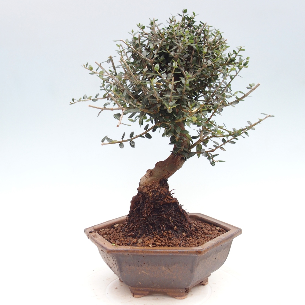 Pokojová bonsai - Olea europaea sylvestris -Oliva evropská drobnolistá