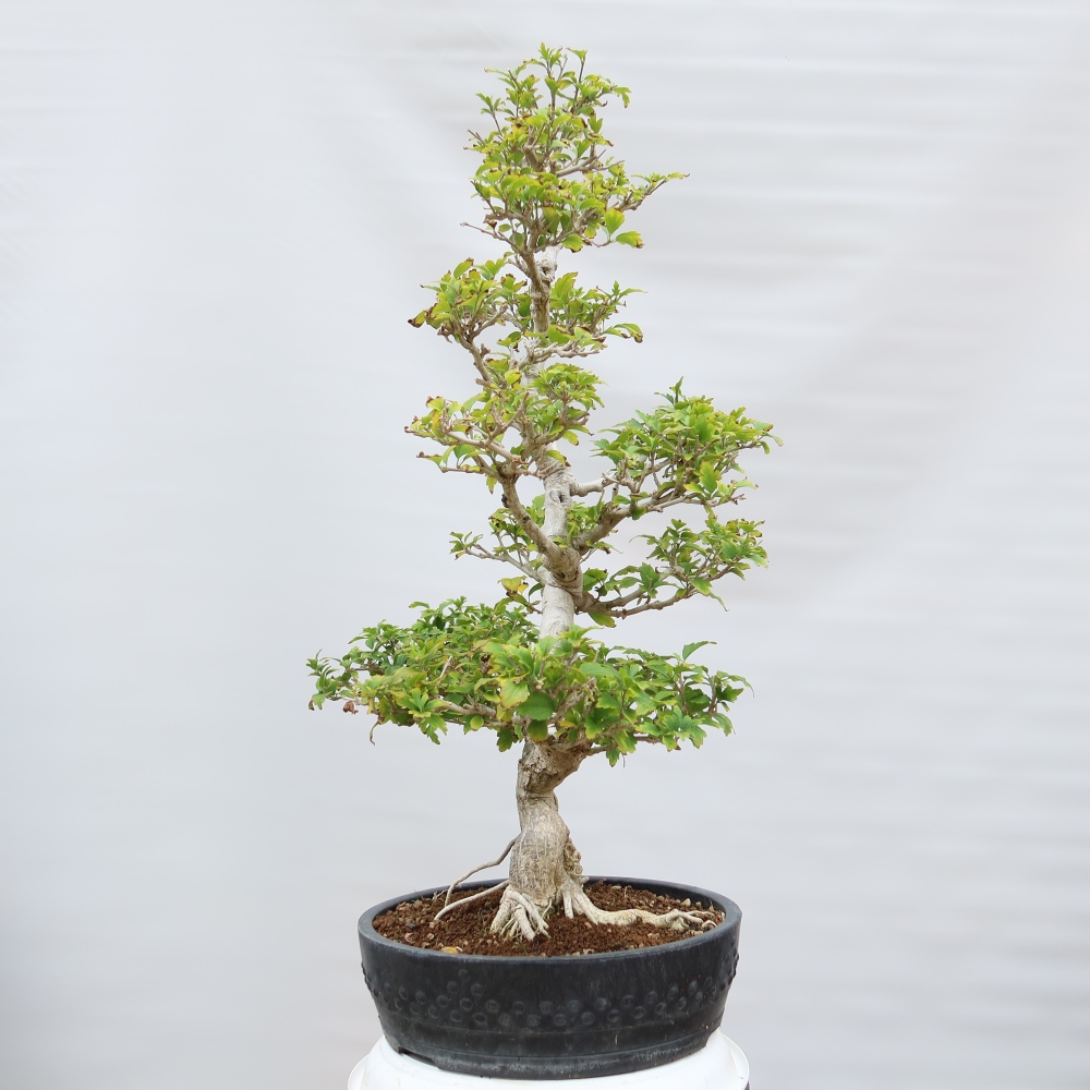 Venkovní bonsai - Hibiscus syriacus - Ibišek syrský