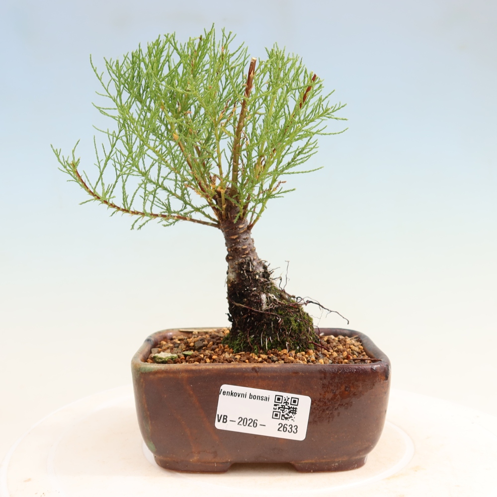 Venkovní bonsai - Tamaryšek - Tamarix