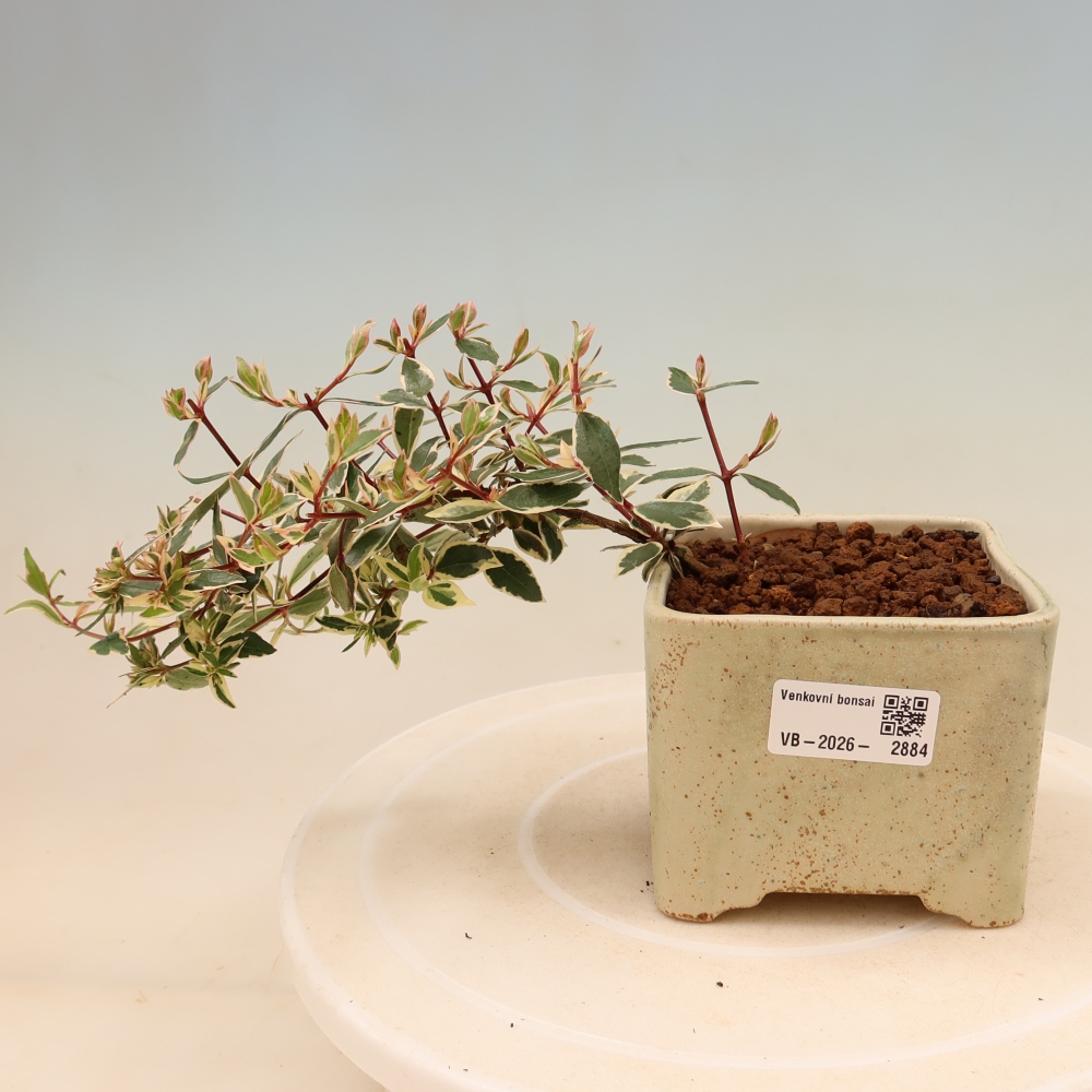 Venkovní bonsai - Abelia gr. Confetti - Abélie velkokvětá