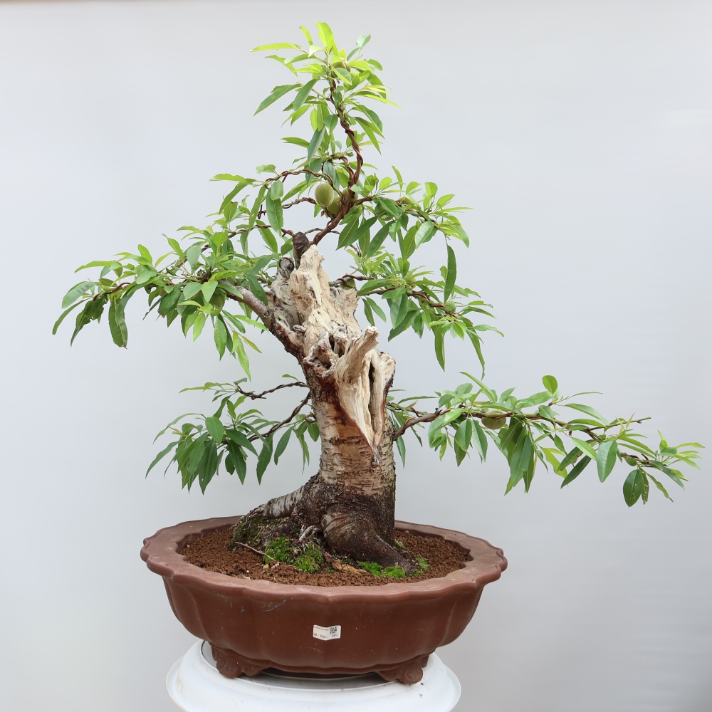 Venkovní bonsai - Prunus dulcis – Mandloň obecná