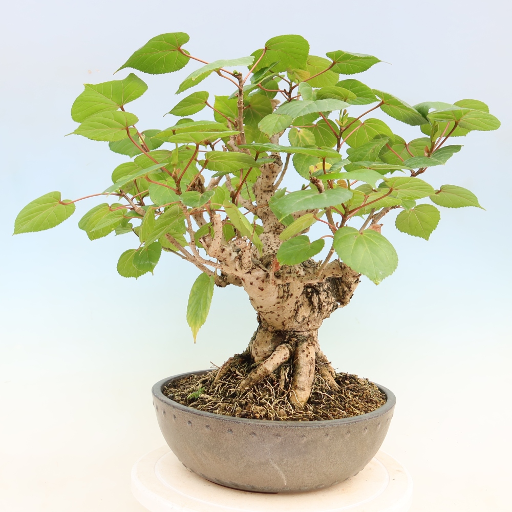 Pokojová bonsai - Hibiscus tiliaceus - Ibišek lípovitý, morský
