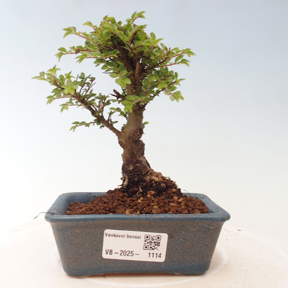 Venkovní bonsai - Ulmus parvifolia Sagei - Malolistý jilm