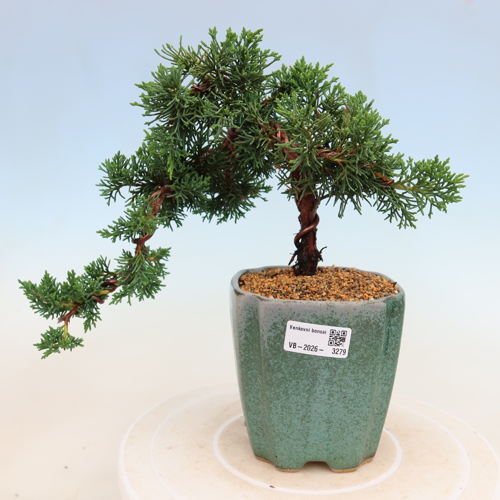 Venkovní bonsai - Juniperus chinensis Kishu -Jalovec čínský