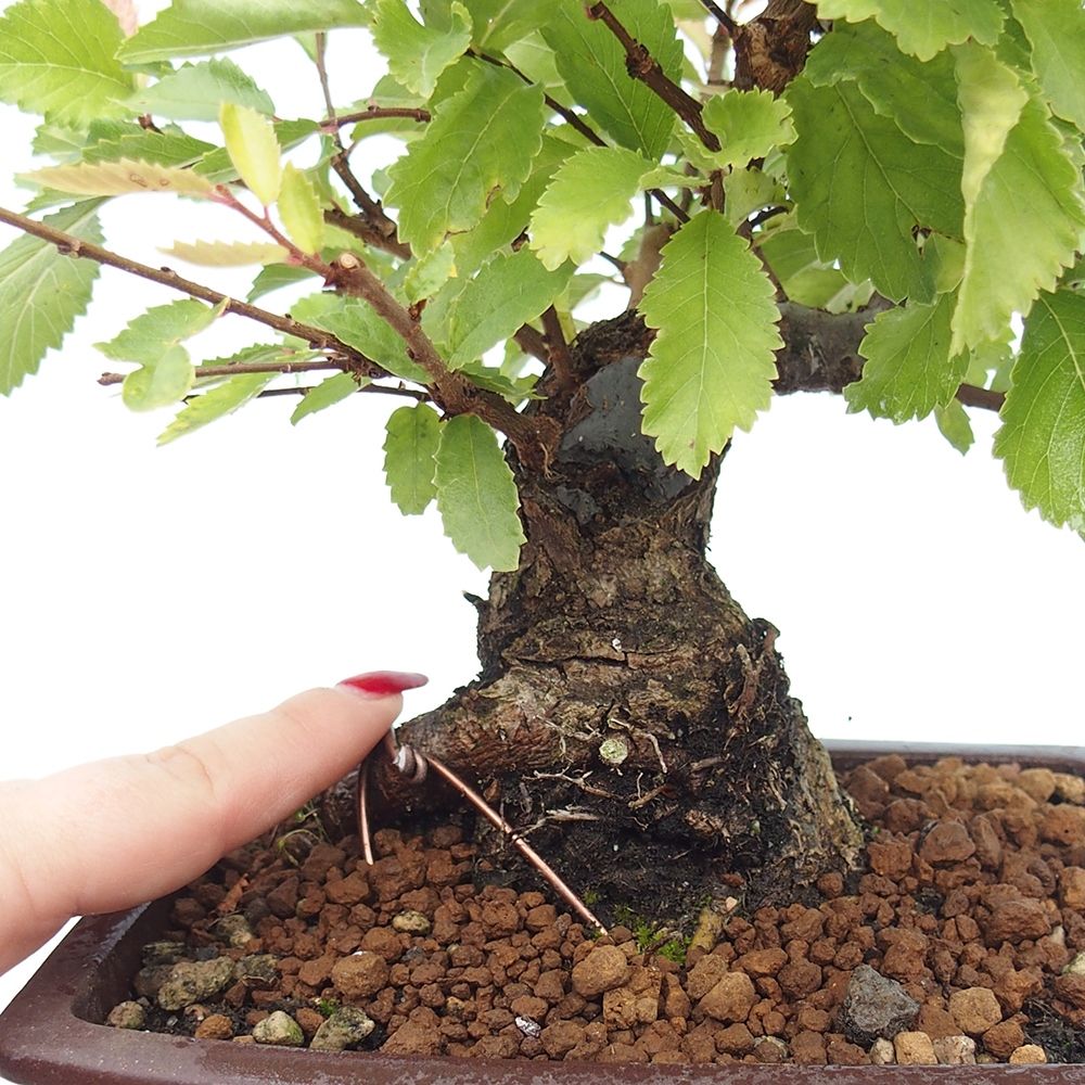 Venkovní bonsai - Zelkova - Zelkova NIRE