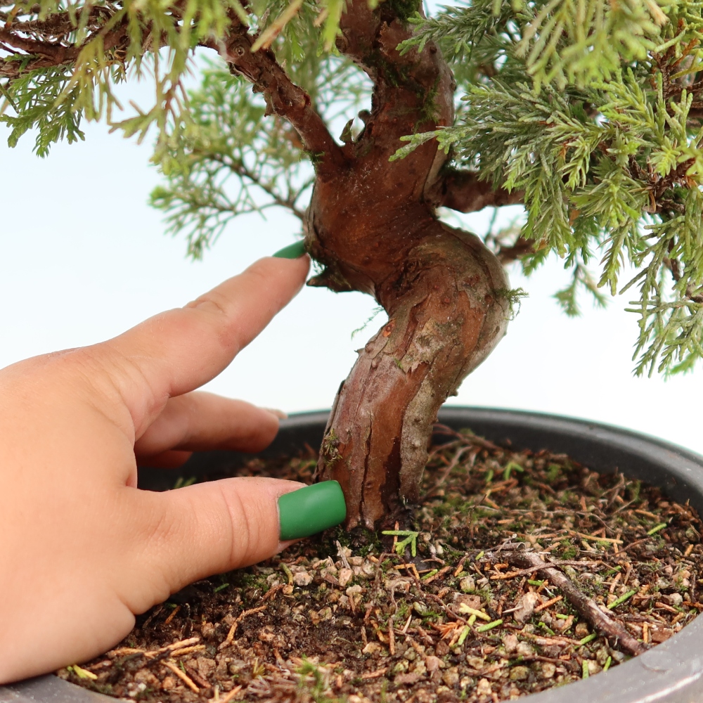 Venkovní bonsai - Juniperus chinensis Itoigawa-Jalovec čínský