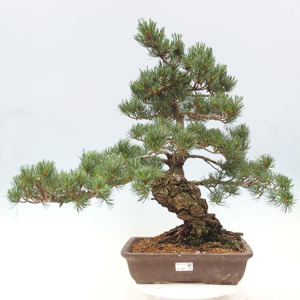 Venkovní bonsai - Pinus parviflora - Borovice drobnokvětá