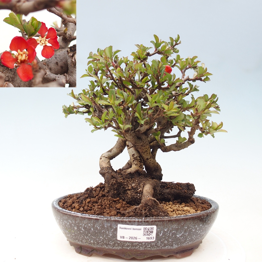 Venkovní  bonsai -  Chaneomeles speciosa - Kdoulovec ozdobný