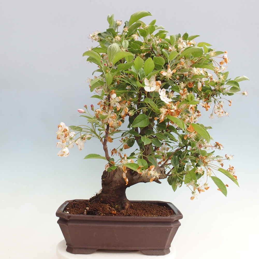 Venkovní bonsai -Malus halliana - Maloplodá jabloň
