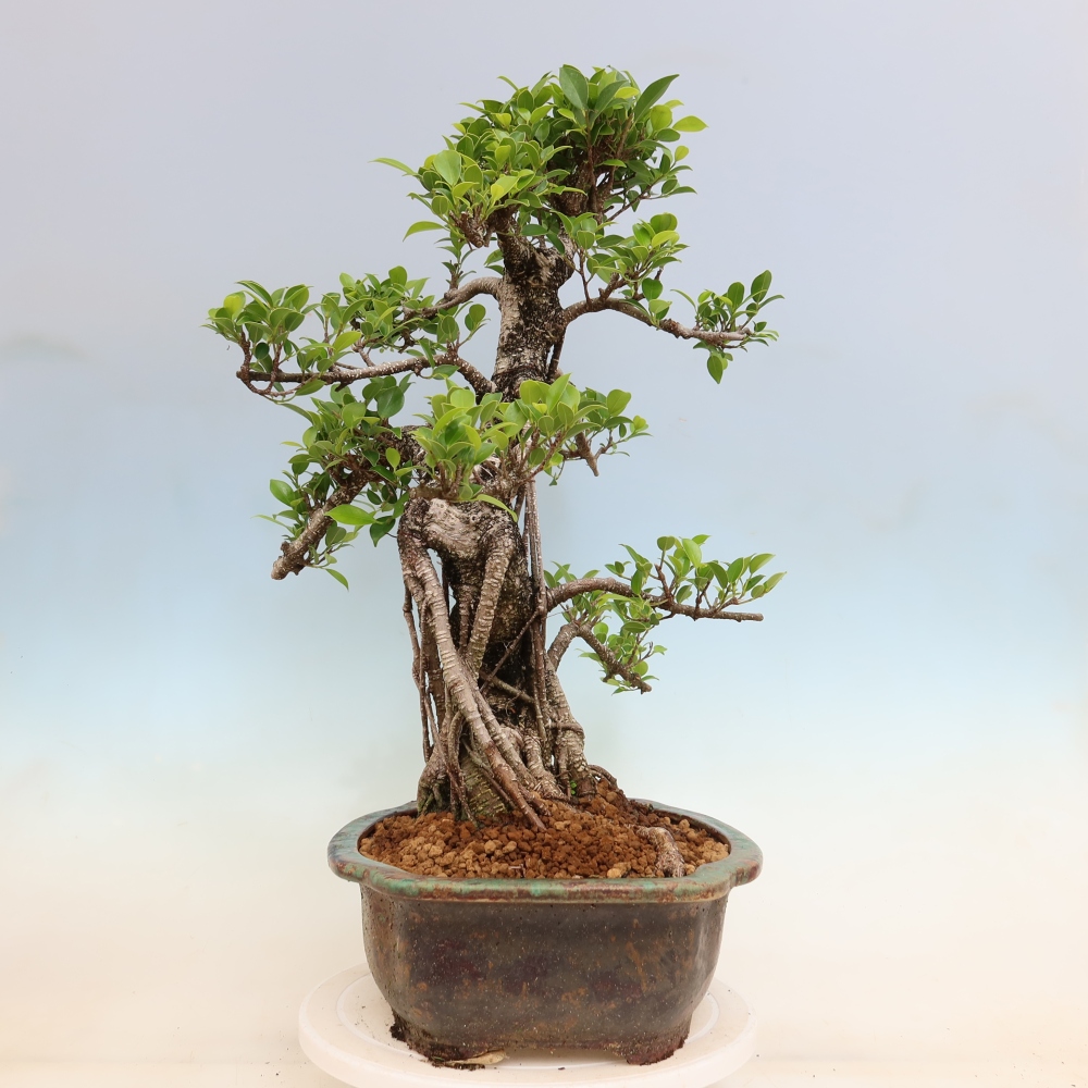 Pokojová bonsai - Ficus kimmen -  malolistý fíkus