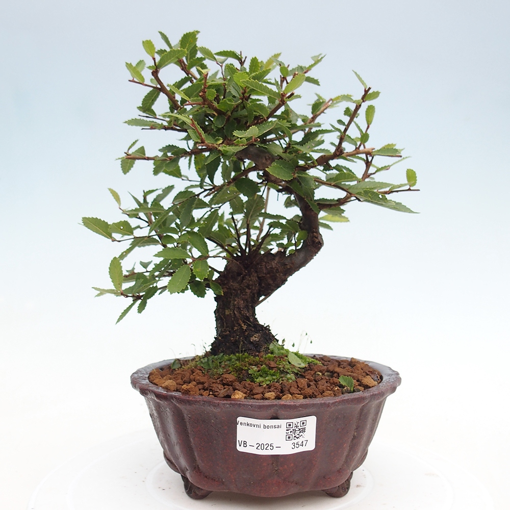 Venkovní bonsai - Zelkova - Zelkova NIRE