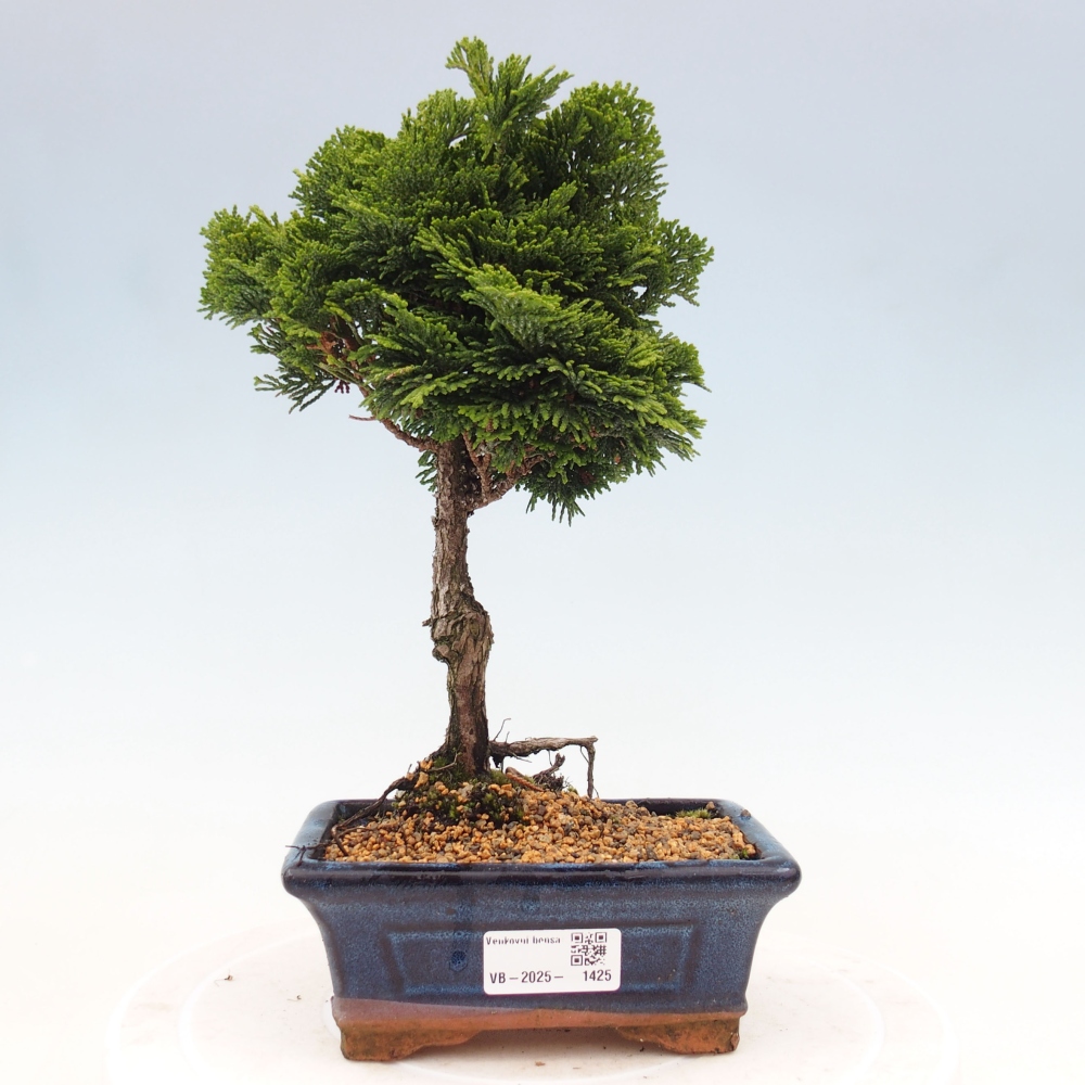 Venkovní bonsai - Cham.pis obtusa Nana Gracilis - Cypřišek