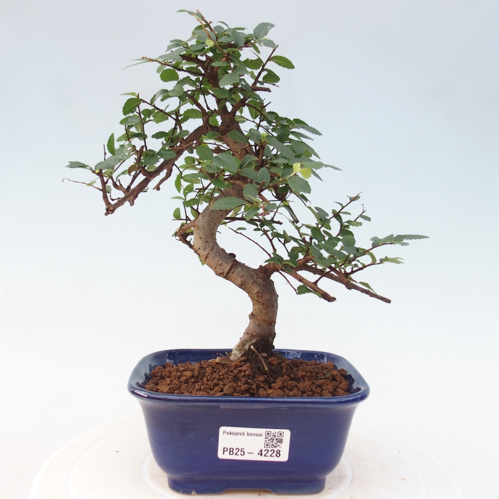 Pokojová bonsai - Ulmus parvifolia - Malolistý jilm