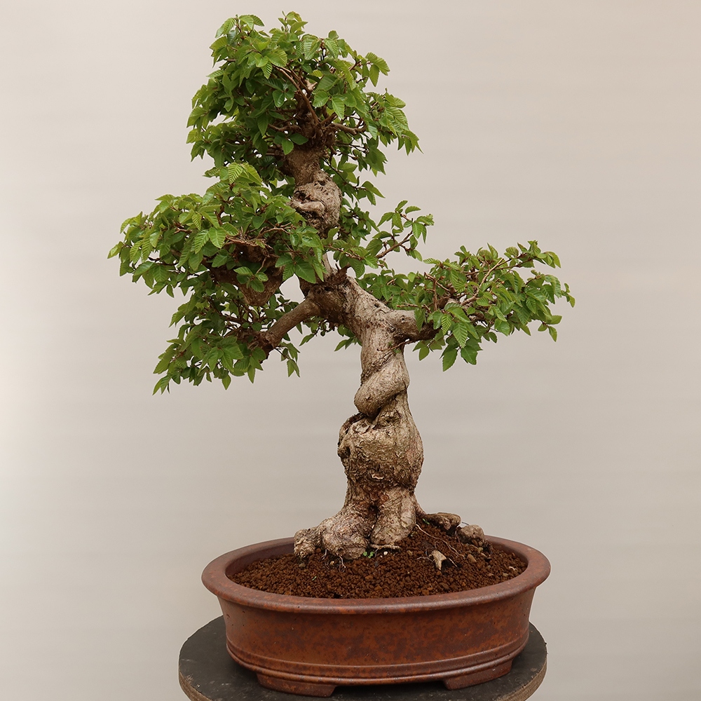 Venkovní bonsai -Carpinus Coreana - Habr korejský