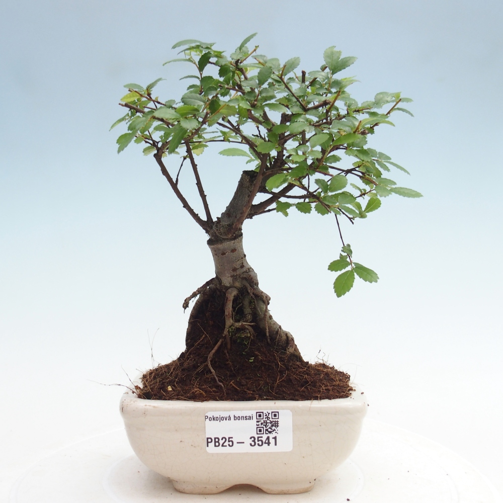 Pokojová bonsai - Ulmus parvifolia - Malolistý jilm