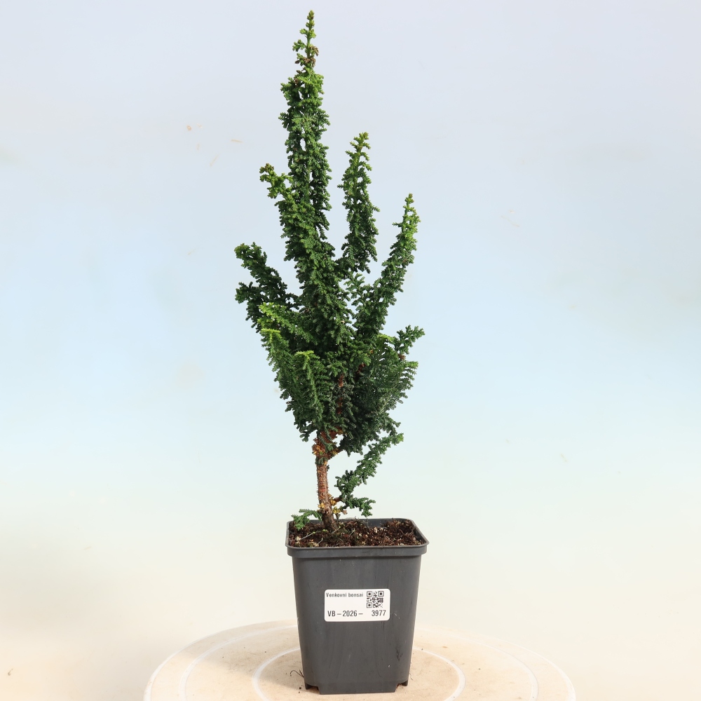Venkovní bonsai - Cham. obtusa SEKKA HINOKI - Cypřišek
