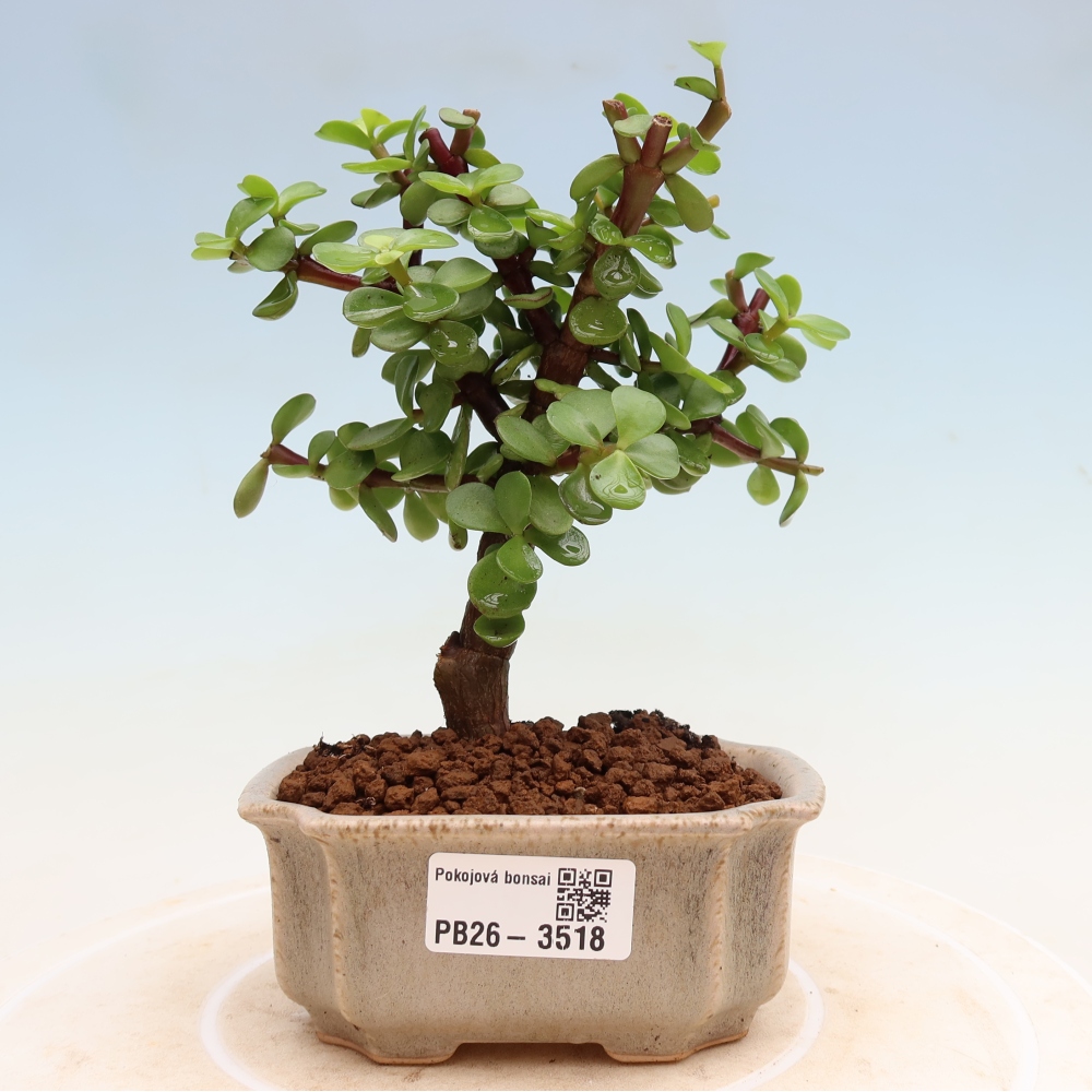 Pokojová bonsai - Portulakaria Afra - Tlustice