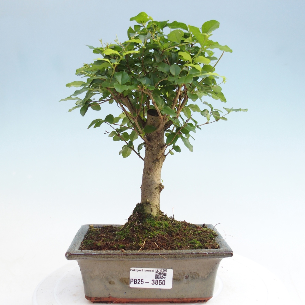 Pokojová bonsai -Ligustrum chinensis - Ptačí zob